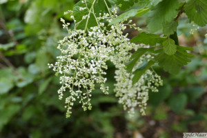 Holodiscus discolor           